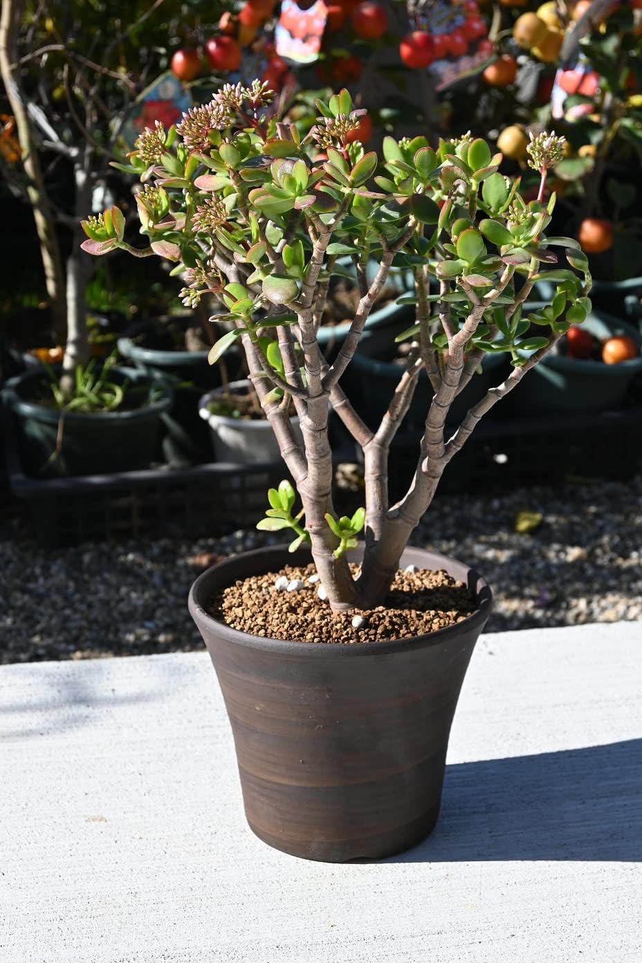 シルバーデーツパーム 大苗 楽天市場】庭木・植木 フェニックス シルバーデーツパーム 大苗 楽天市場】庭木・植木 フェニックス